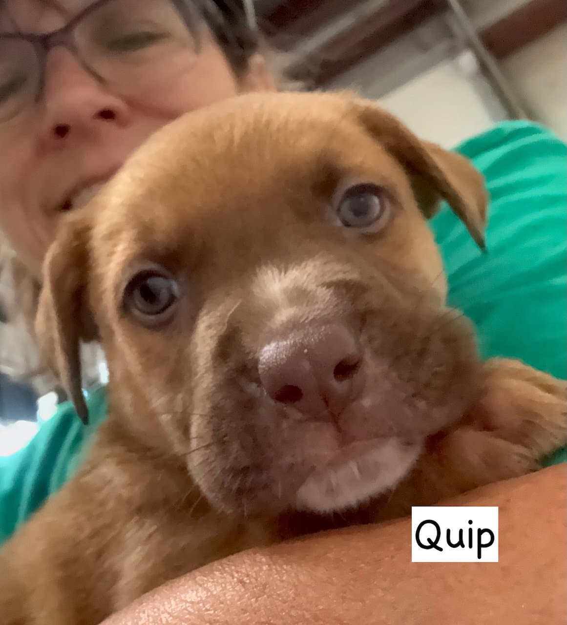 Quip - American Staffordshire Terrier