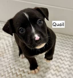 Quail image 1