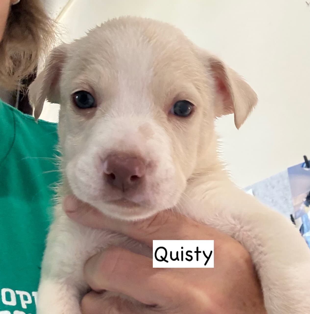 Quisty - American Staffordshire Terrier