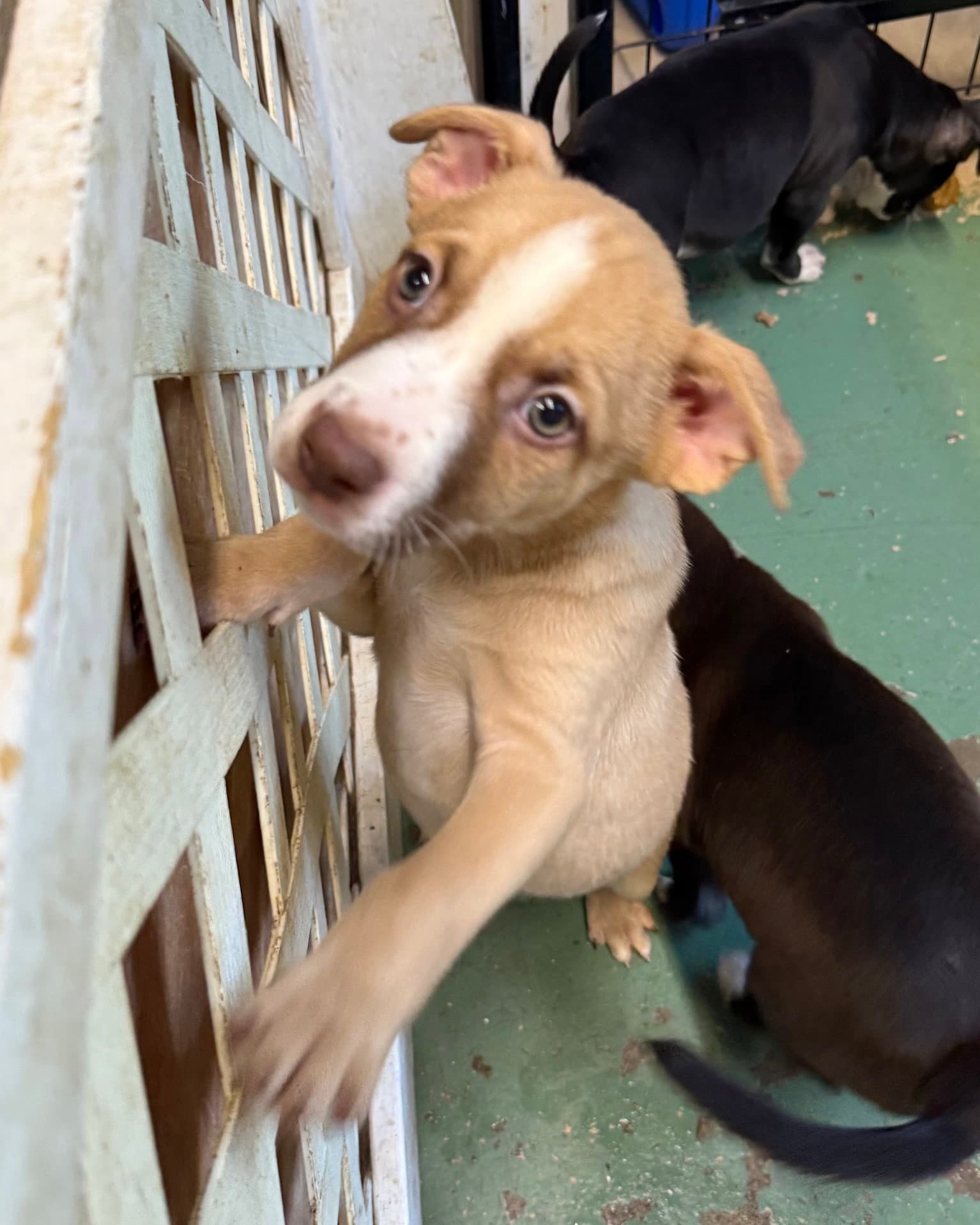 Quill - American Staffordshire Terrier