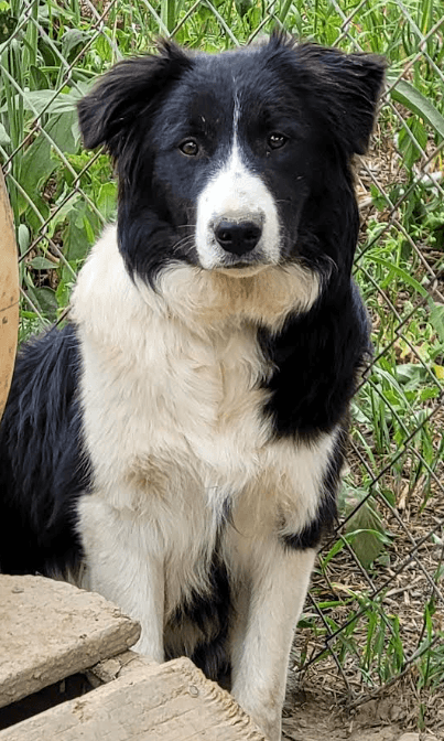 Tristan I've Been Adopted - Border Collie