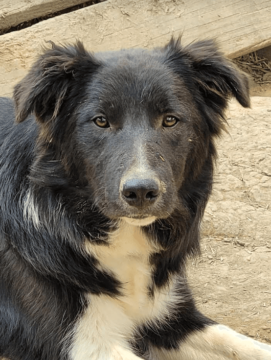 Leland I've Been Adopted - Border Collie