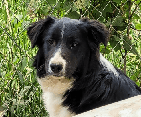 Ewan - Border Collie