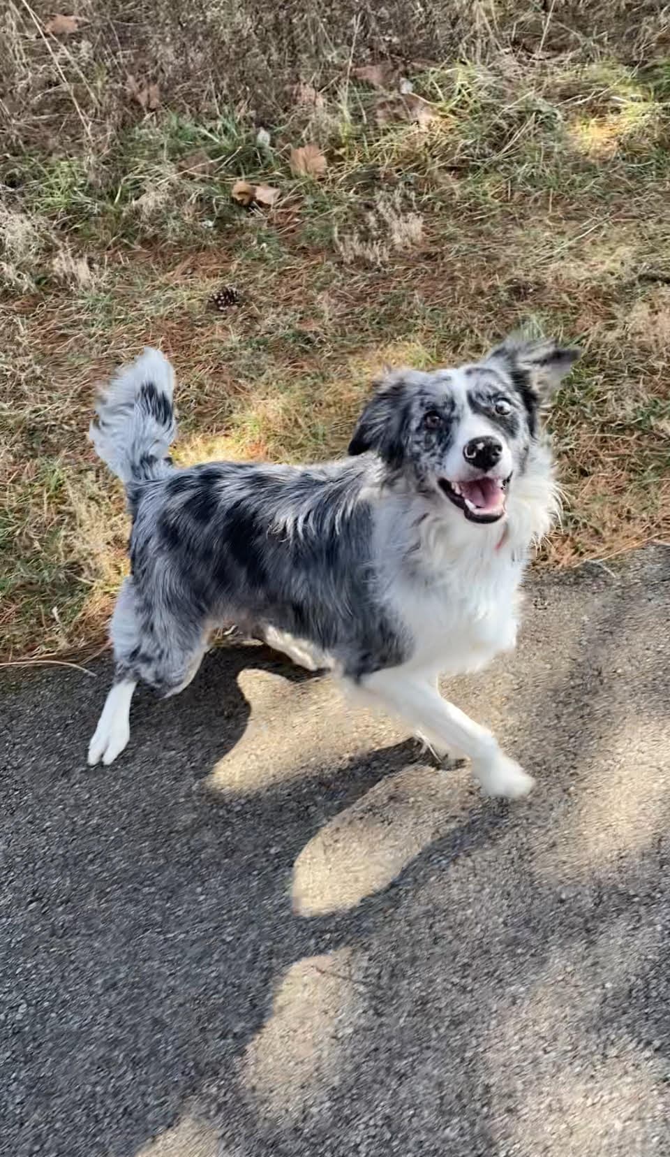 Ferni've Been Adopted - Border Collie