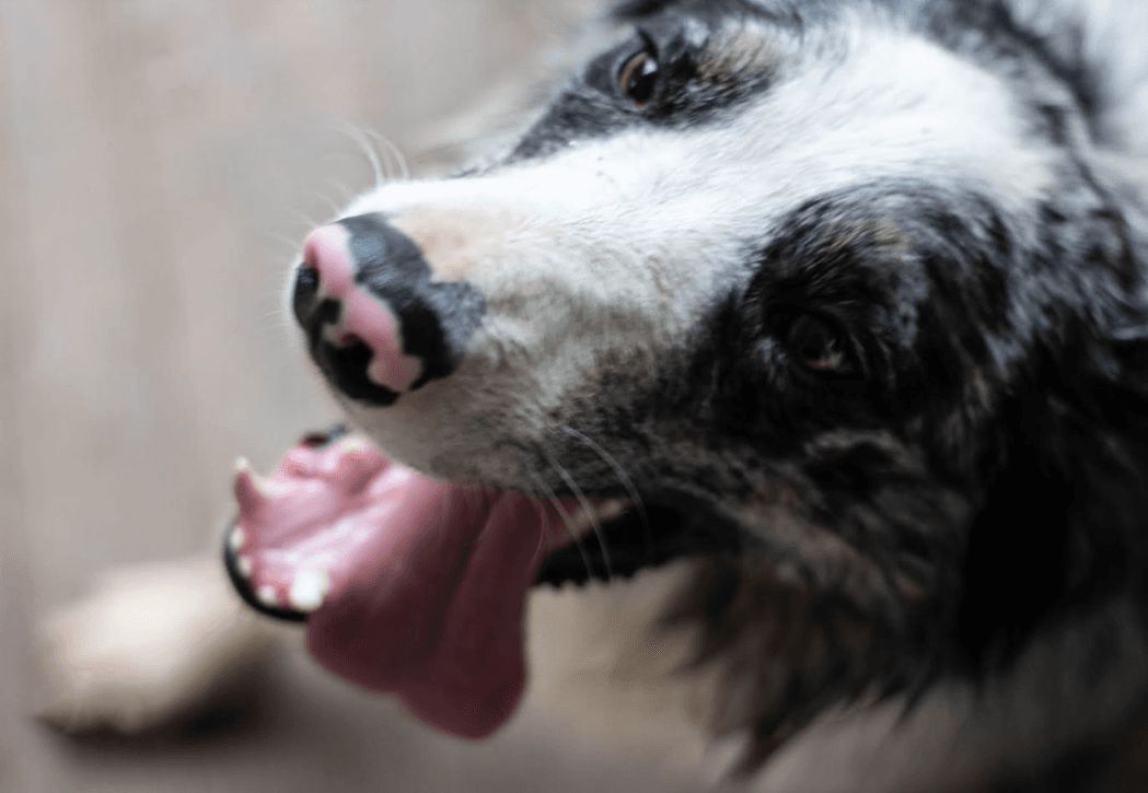 Wayloni've Been Adopted - Border Collie