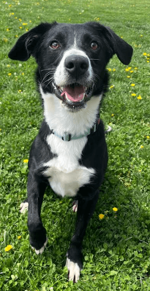 Gatlin - Border Collie