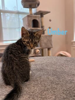Umber image 1
