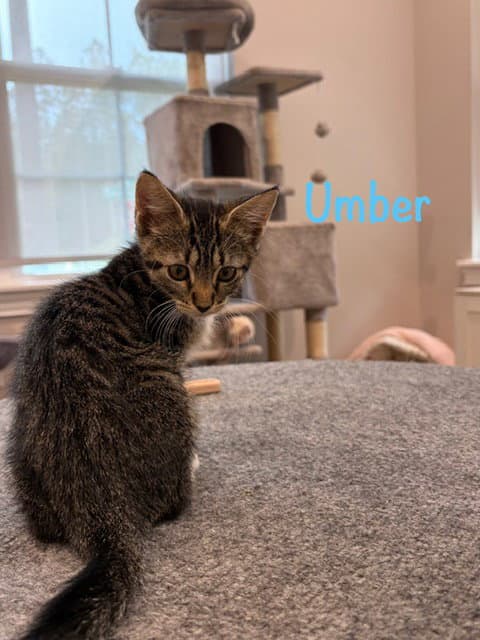 Umber - Domestic Short Hair