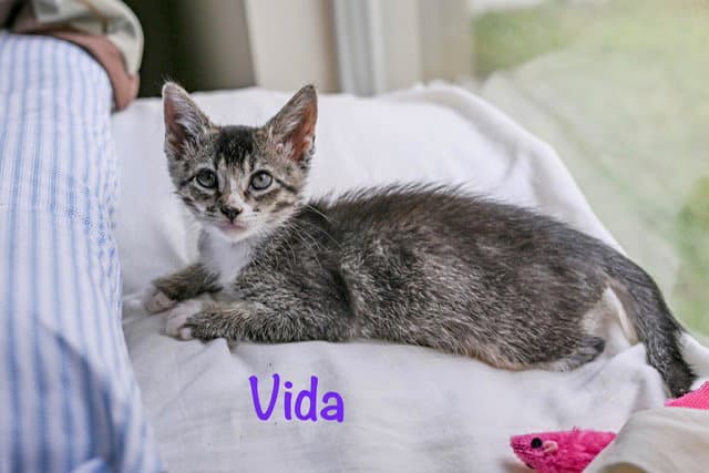 Vida - Domestic Short Hair