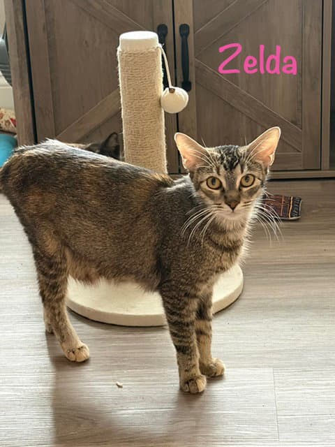 Zelda - Domestic Short Hair