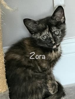 Zora image 1