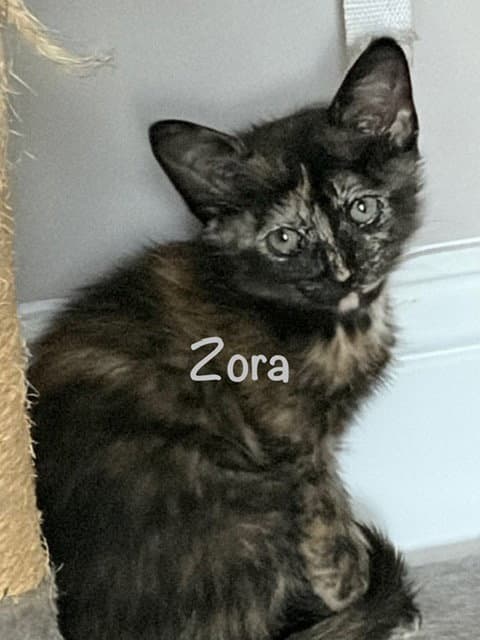 Zora - Tortoiseshell