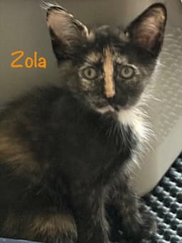 Zola image 1
