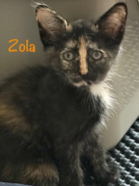 Zola - Tortoiseshell
