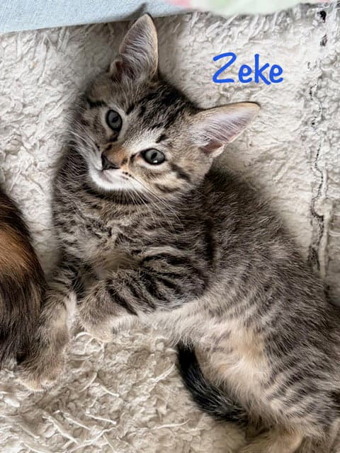 Zeke - Domestic Short Hair