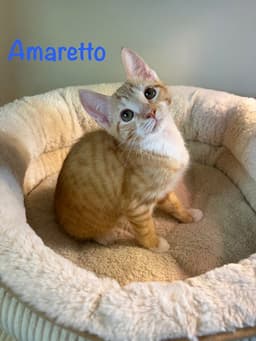 Amaretto image 1
