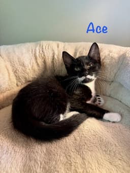 Ace image 1