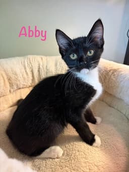 Abby image 1