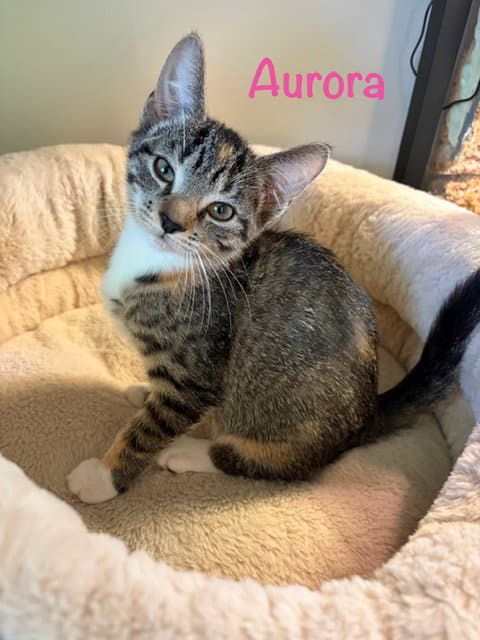 Aurora - Domestic Short Hair