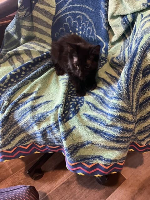 Tabitha - Domestic Medium Hair
