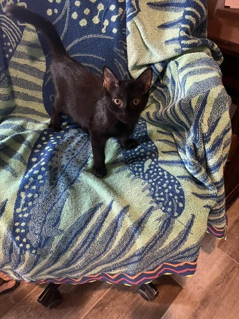 Tank - Domestic Short Hair