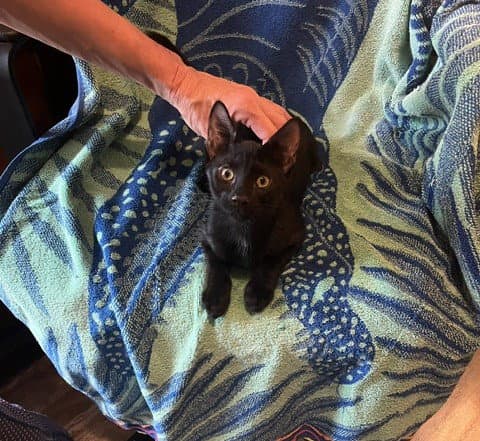 Taz - - Domestic Short Hair