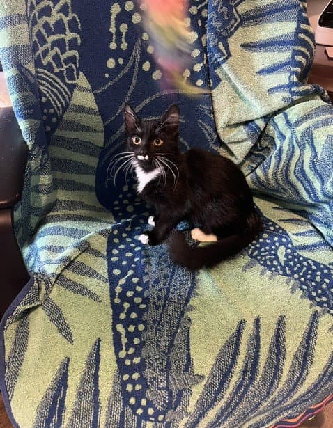 Tia - Domestic Medium Hair
