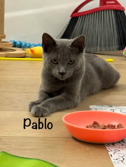 Pablo image 1