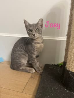 Joey image 1