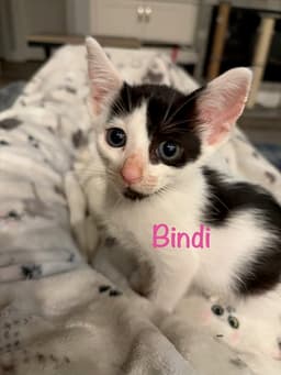 Bindi image 1
