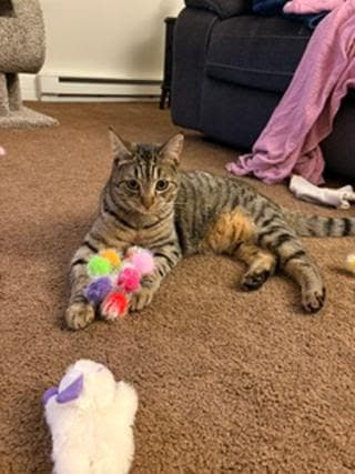 Lyra - Domestic Short Hair