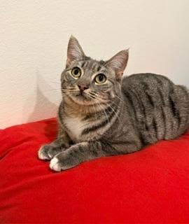 Olympic - Domestic Short Hair