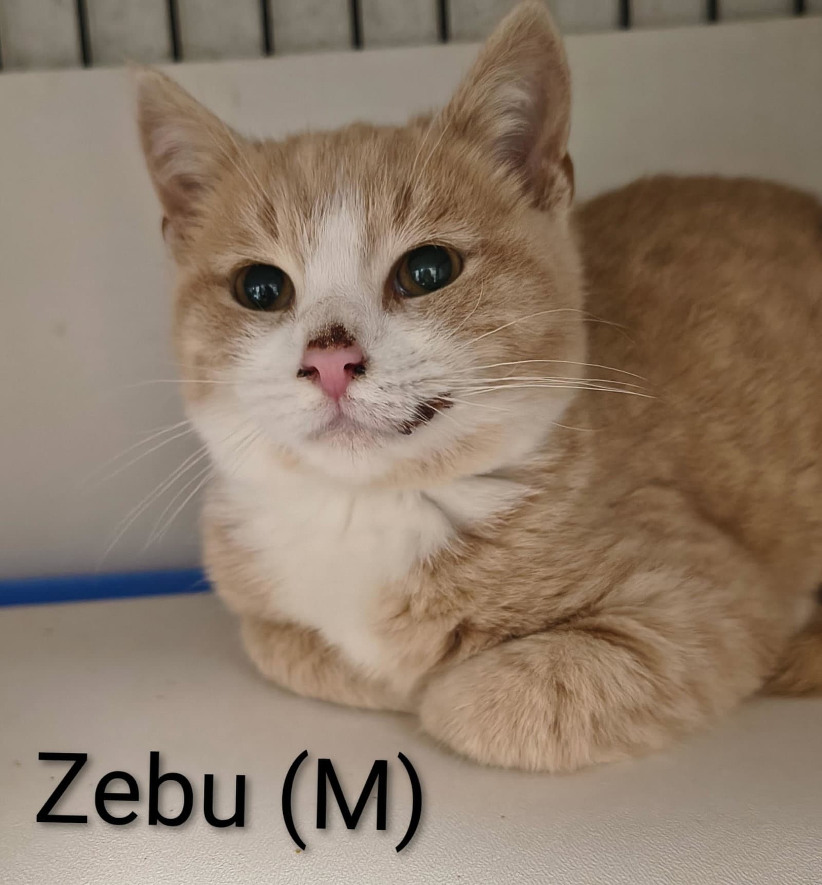 Zebu - Domestic Short Hair