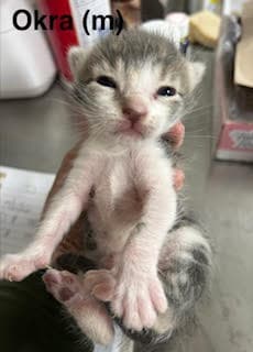 Okra image 1