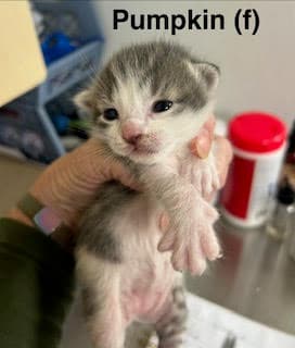 Pumpkin - Domestic Short Hair