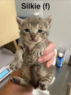 Silkie - Domestic Short Hair