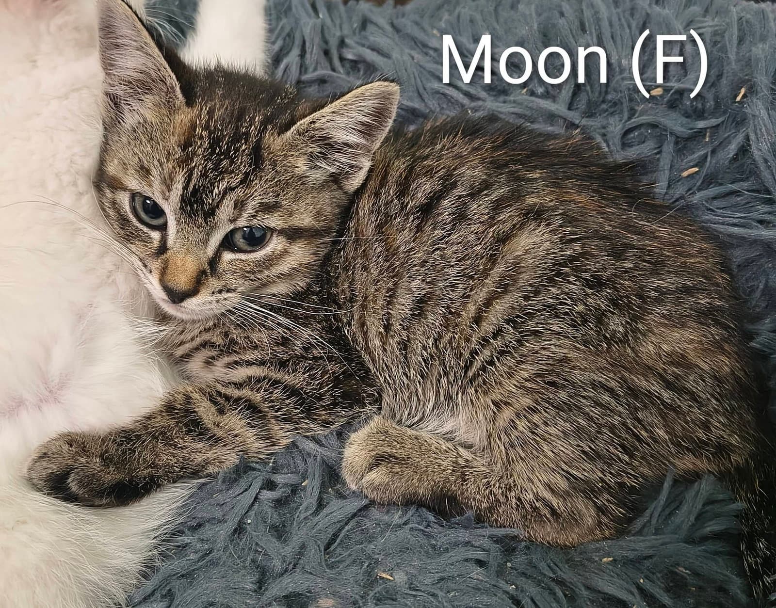 Moon - Domestic Short Hair