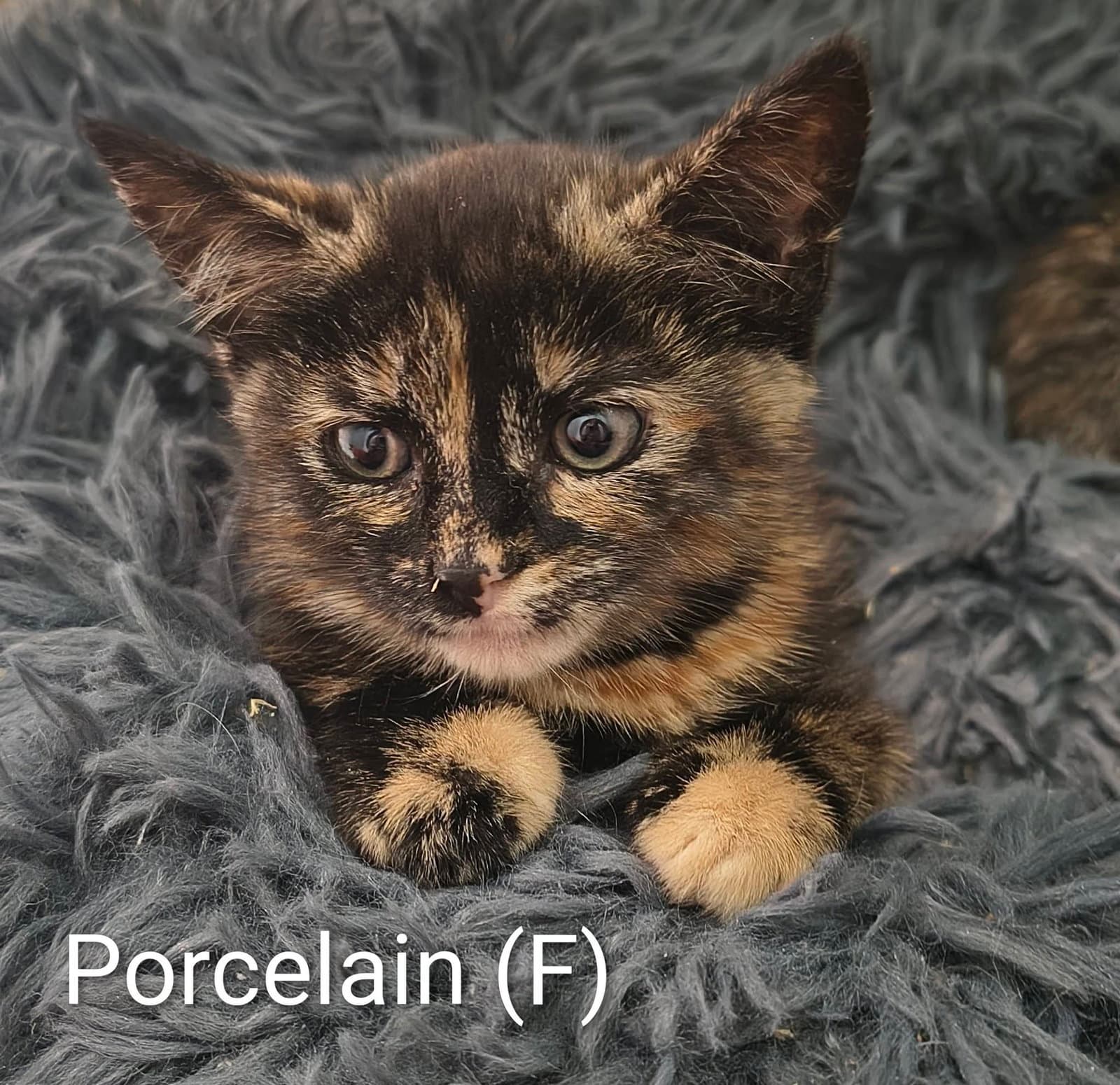 Porcelain - Domestic Short Hair