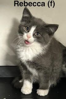 Rebecca - Domestic Short Hair