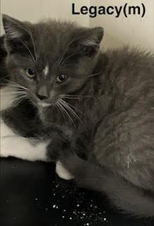 Legacy - Domestic Short Hair