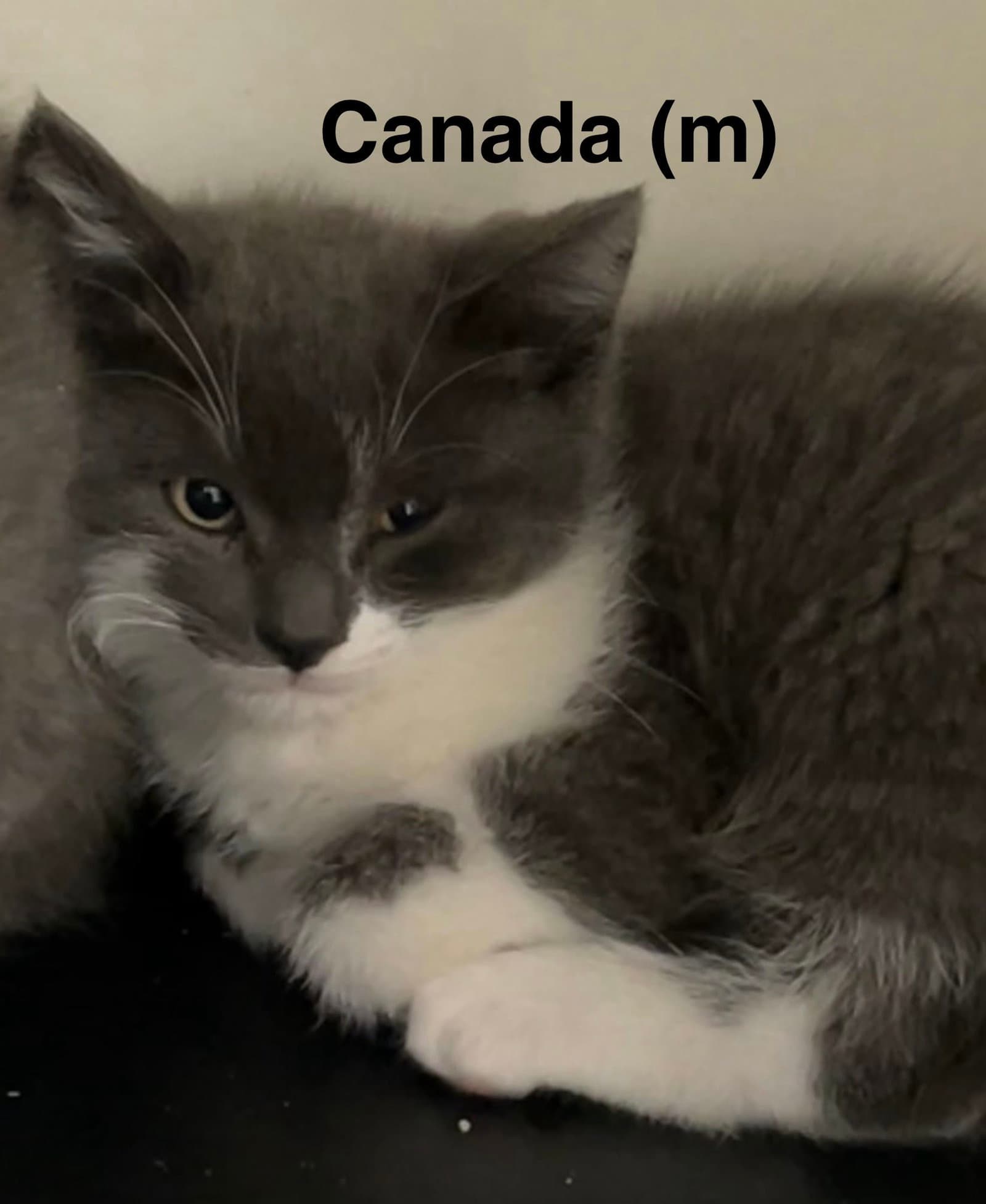 Canada - Domestic Short Hair