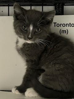 Toronto - Domestic Short Hair