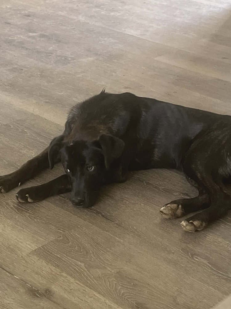 Mabel - Labrador Retriever