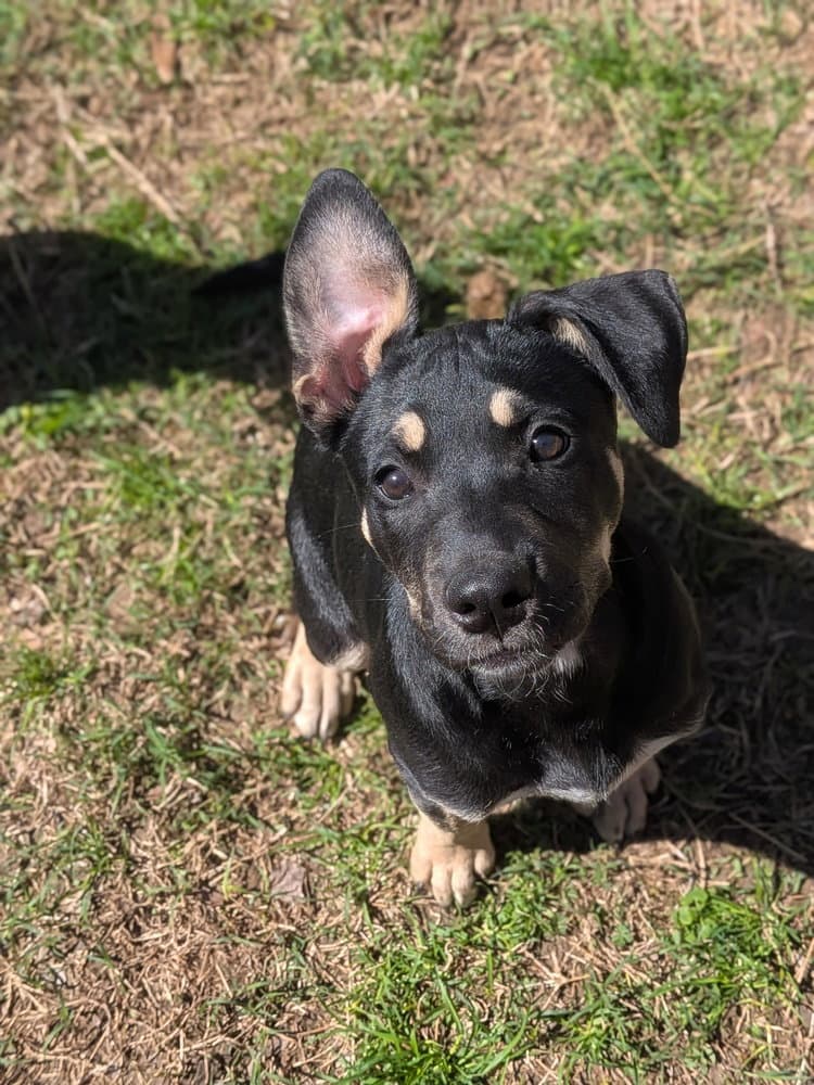 Papaya - Shepherd