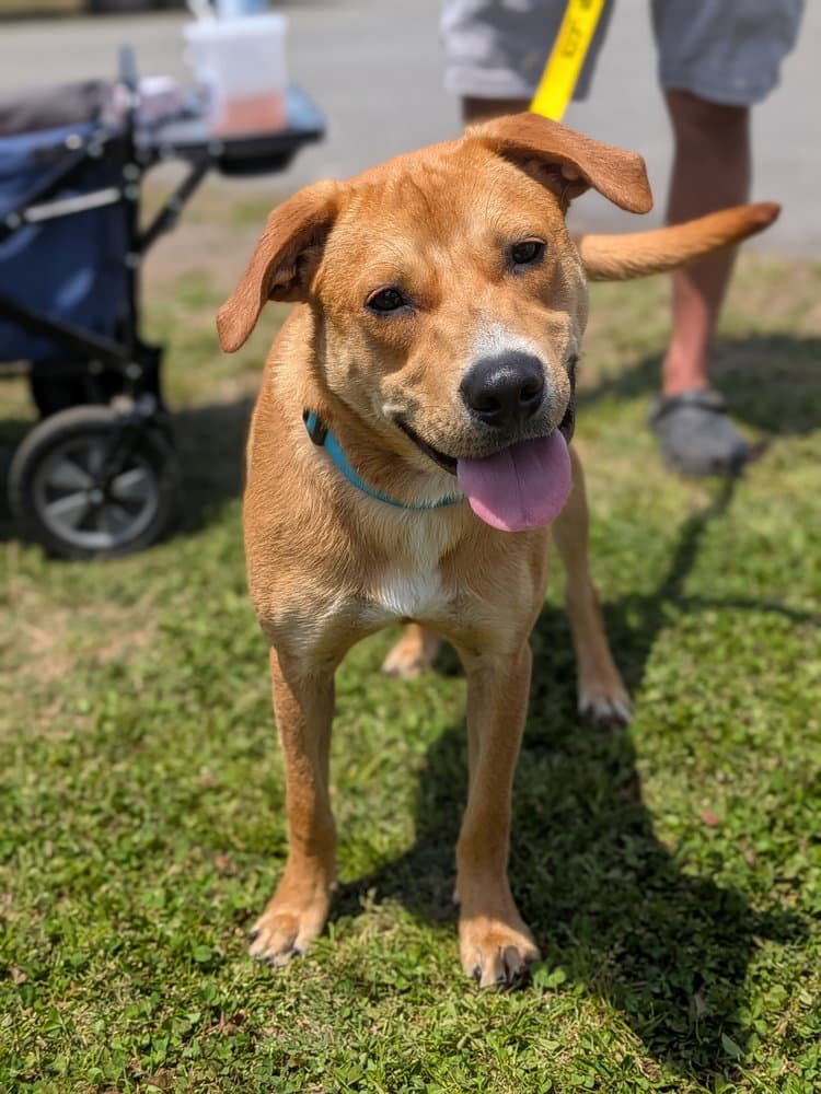 Ernie - Labrador Retriever