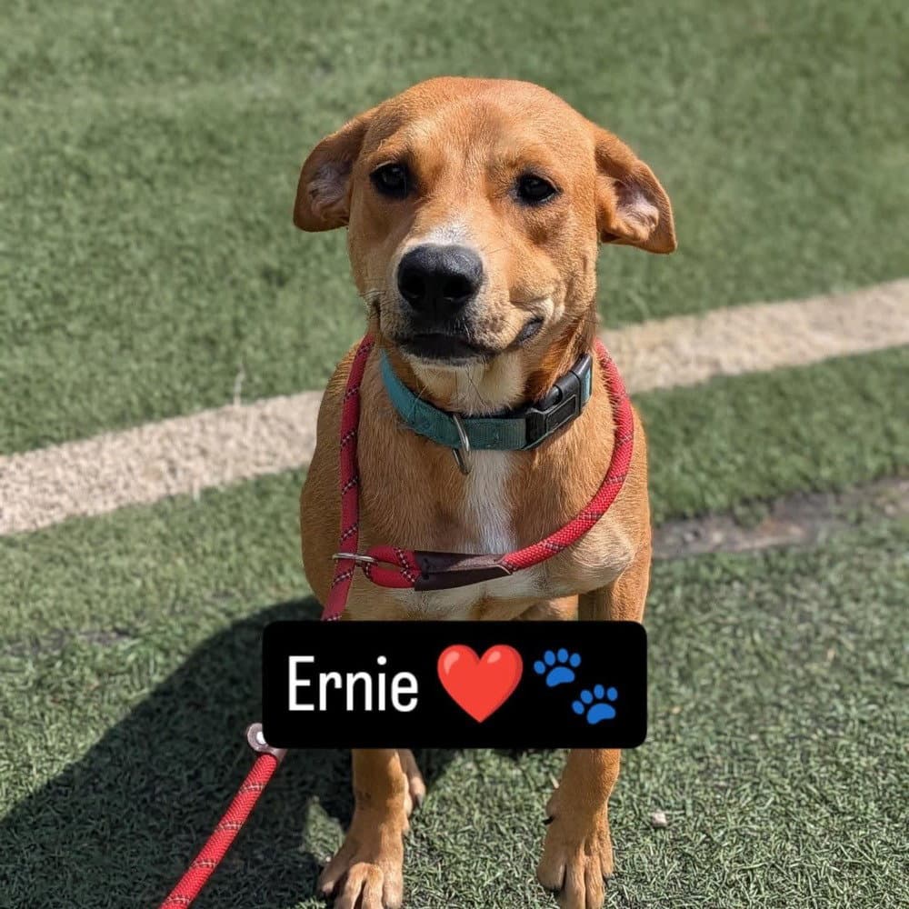 Ernie - Labrador Retriever