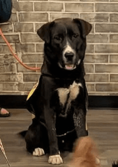 Wolfie - Labrador Retriever