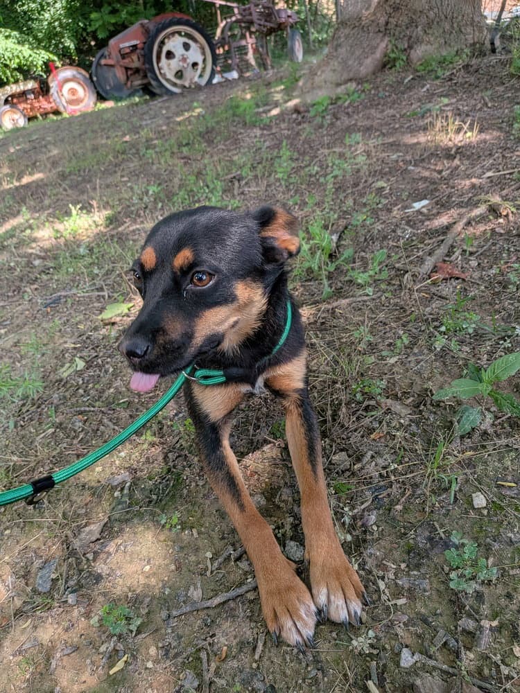 Bailey - Terrier