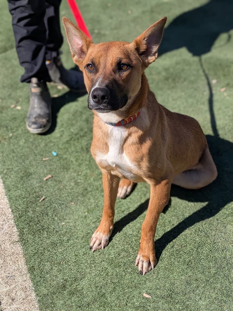Gecko - Belgian Shepherd Malinois
