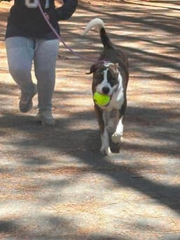 Reggie image 1